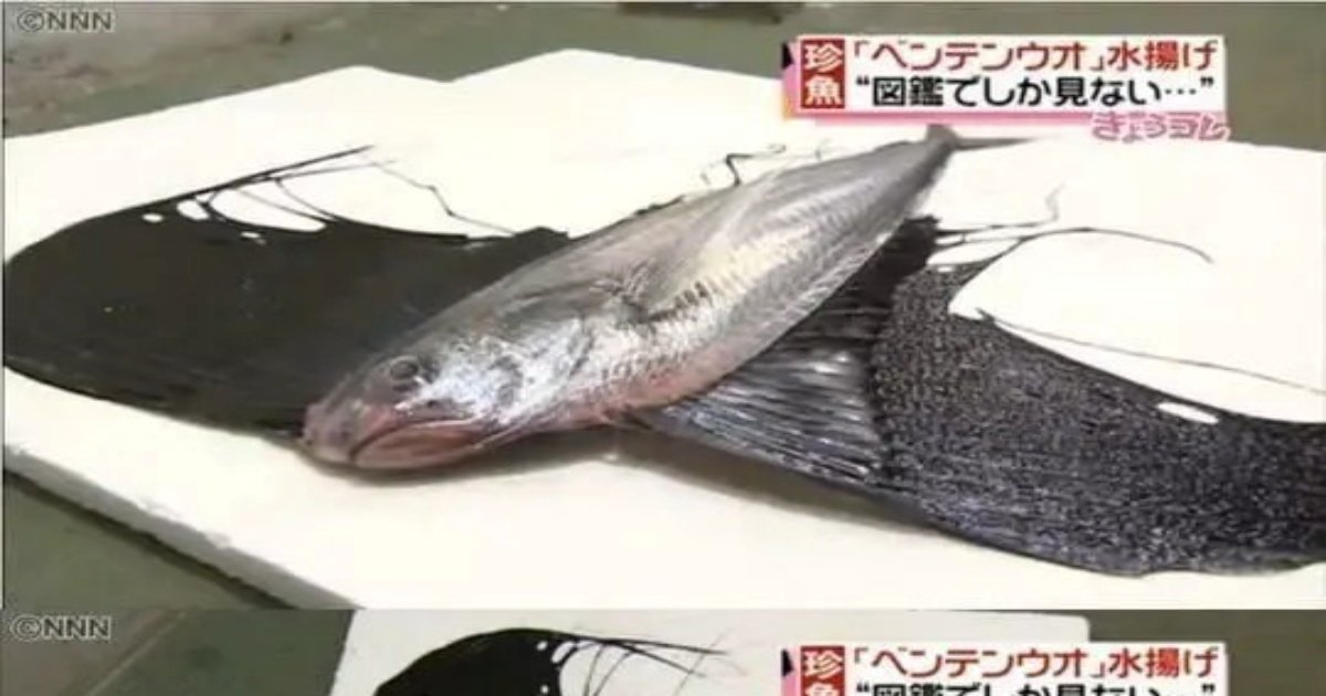 13131.jpg?resize=1200,630 - 일본에서 잡힌 날개달린 물고기의 실체