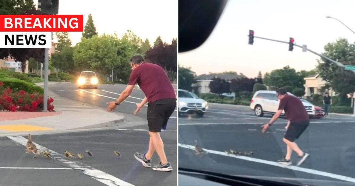 breaking 14.jpg?resize=412,275 - BREAKING: ‘Hero’ Dad Dies After Helping Family Of Ducks Cross A Busy Highway