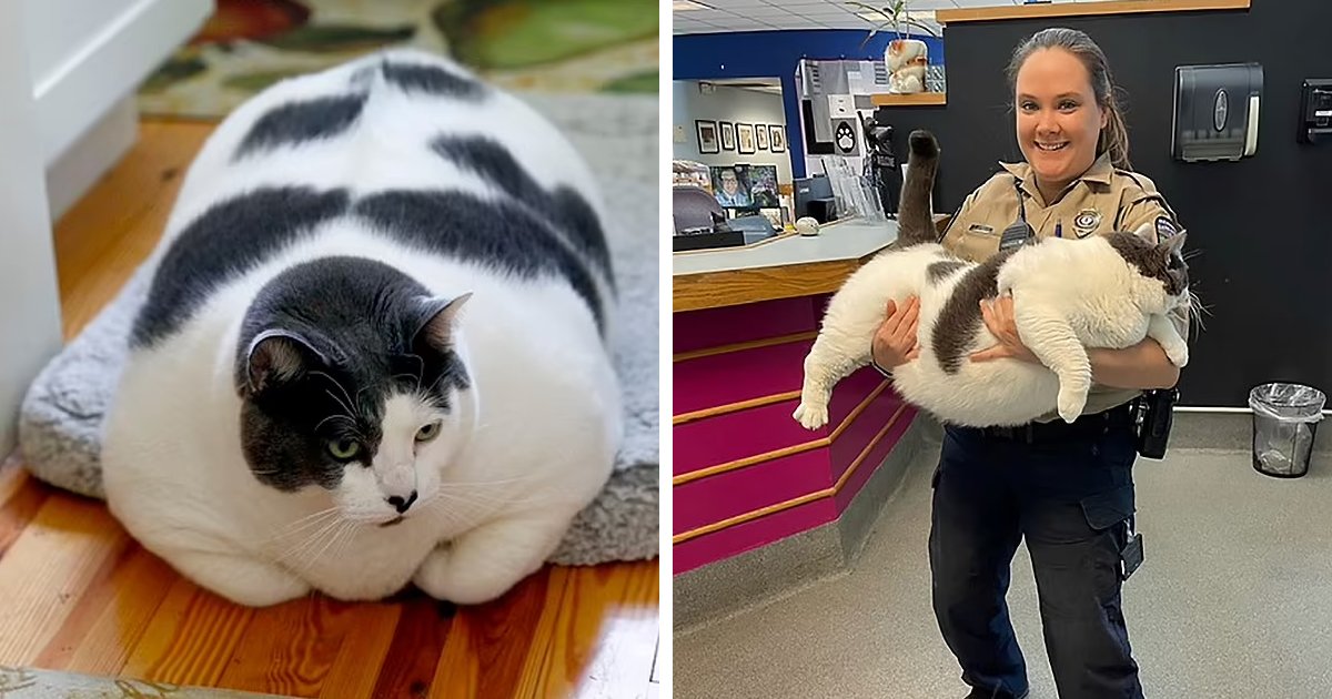 d18 1.jpg?resize=1200,630 - BREAKING: World's FATTEST Cat Forced To Go On A DIET As Owners Blasted For Spoiling With Treats