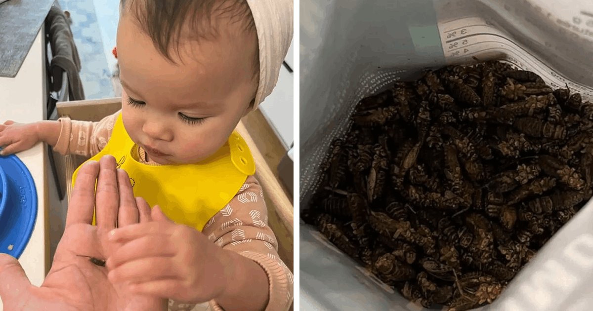 d4.png?fit=1024%2C538&ssl=1&strip=all - "I Feed My Daughter Crickets For Extra Protein & It Saves Me Hundreds On Grocery Bills Too! Am I Doing Something Wrong?"