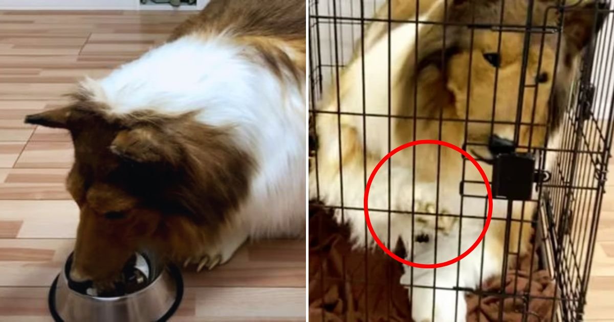 toco4.jpg?resize=412,232 - Man Who Spent More Than $15,000 To 'Become A Dog' Is Now Worried About What His Family And Friends Will Think Of Him