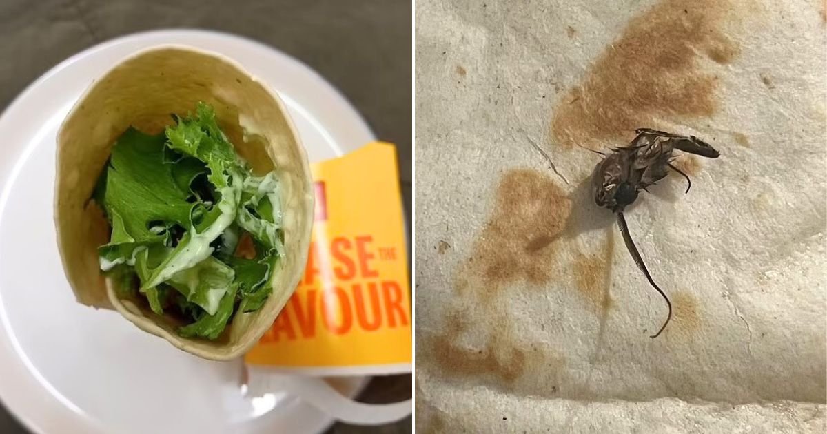 untitled design 21.jpg?resize=412,275 - Teenage Girl Left HORRIFIED After Finding A MOTH In Her McDonald's Chicken Wrap