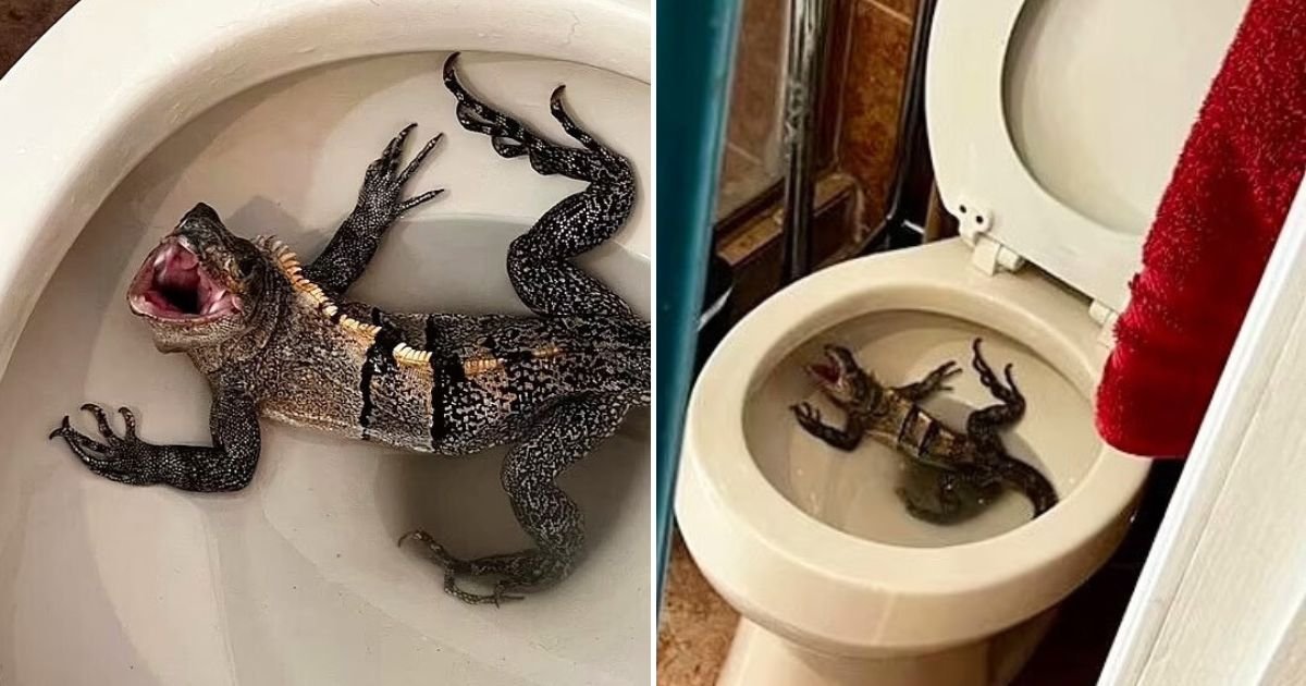 untitled design 30.jpg?resize=1200,630 - Man Left Terrified After Giant IGUANA Pops Out Of His Toilet