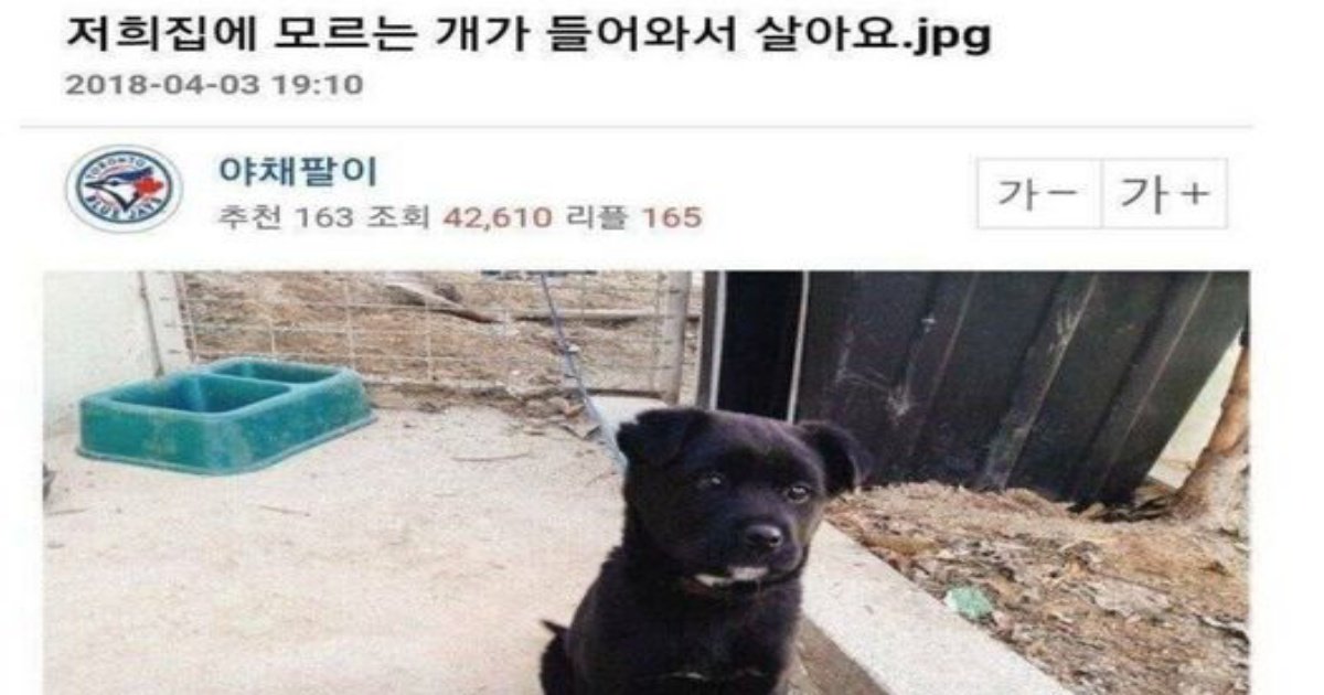 350491063 645471110343723 2157381707530271810 n.jpg?resize=1200,630 - 저희집에 모르는 개가 들어와서 살아요;;;.jpg