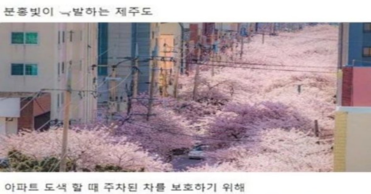 352740370 245171384818184 5018264081458361002 n.jpg?resize=1200,630 - 한국의 경험을 공유한 외국인들.JPG