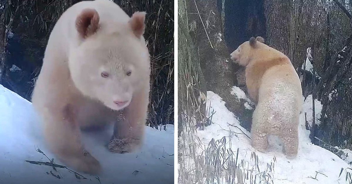 d186.jpg?resize=1200,630 - EXCLUSIVE: World's Only RARE 'All-White' Panda Caught On Video In Rare Sighting