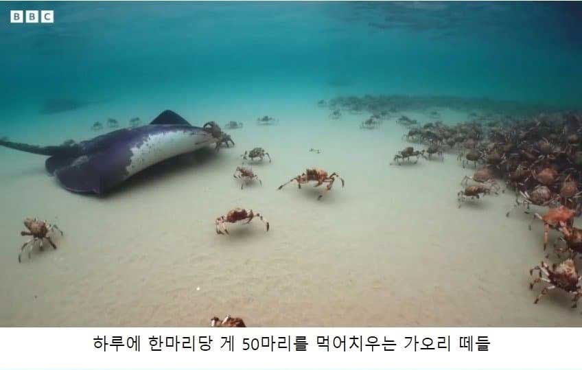 e1848ae185a5e186b7e18482e185a6e1848be185b5e186af7 1 12.jpg?resize=412,232 - 현재 자연 생태계에 개입하는 다큐 근황