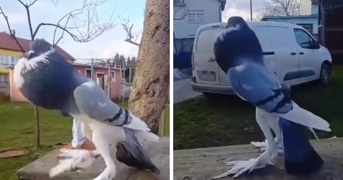 t5 7.png?resize=1200,630 - EXCLUSIVE: TikTok Users MORTIFIED At Clip Featuring 'Mutant Pigeon' With Long Legs And Puffed Chest