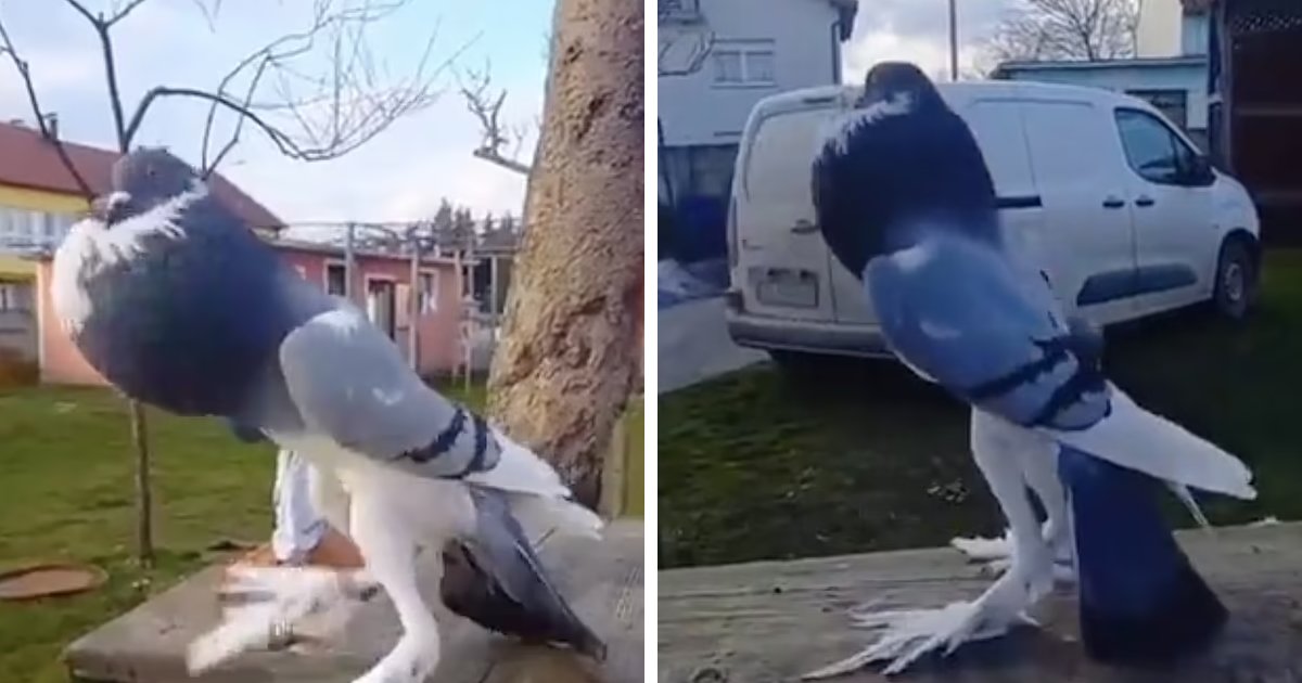 t5 7.png?resize=412,275 - EXCLUSIVE: TikTok Users MORTIFIED At Clip Featuring 'Mutant Pigeon' With Long Legs And Puffed Chest