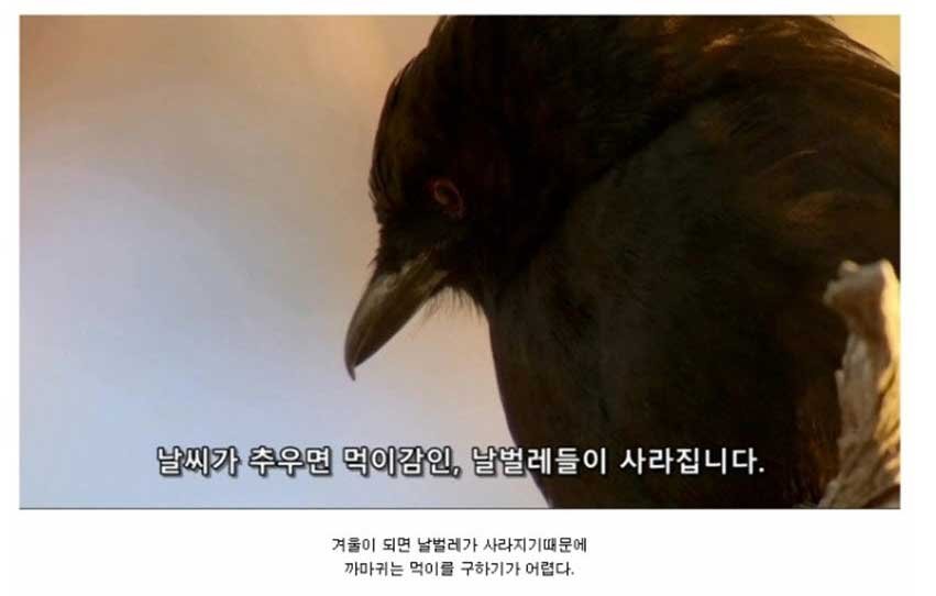 34 1.jpg?resize=412,232 - 지능이 높은 까마귀의 일상
