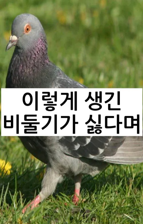 3 1 3.jpg?resize=412,275 - 관상용으로 개량됐다는 요즘 비둘기 ㄷㄷ