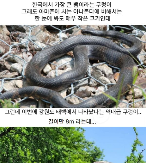 5 5.jpeg?resize=1200,630 - 태백 초대형 구렁이 출몰