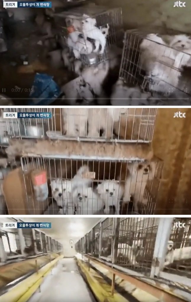 6 1 5.jpg?resize=412,232 - 현직 반려동물과 교수가 강아지 불ㅂ 번식장 브로커라네