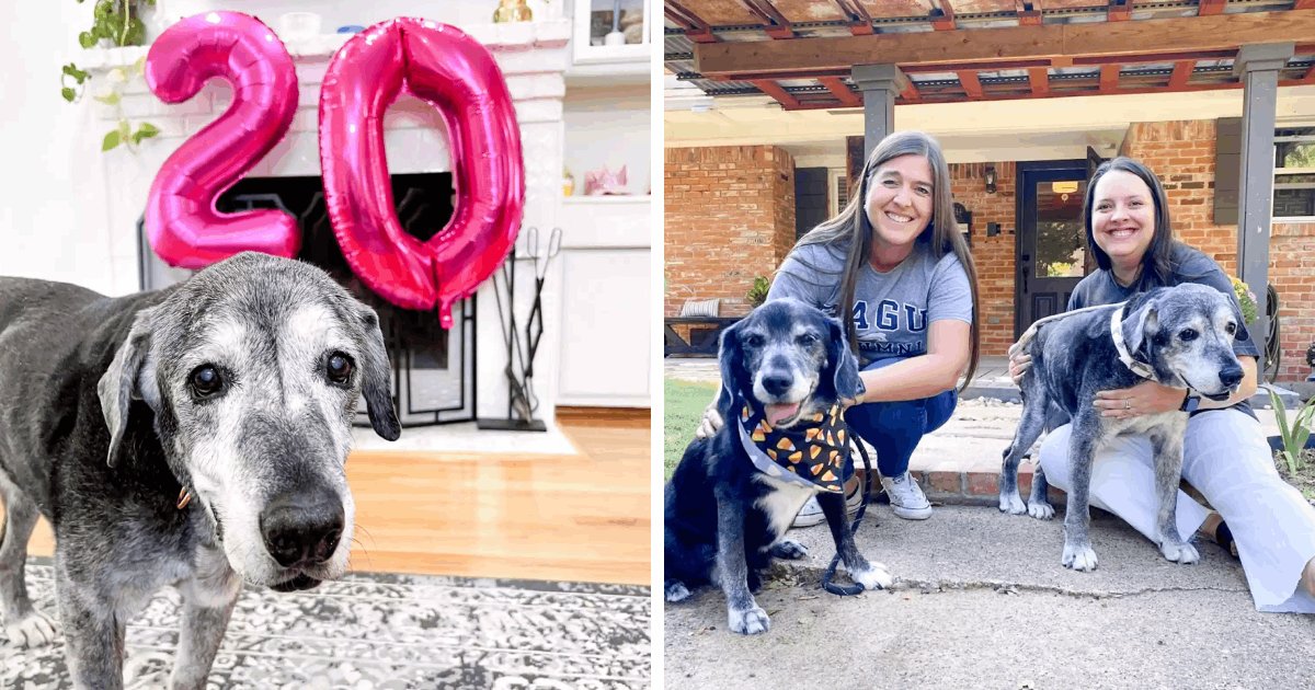 d3 4.png?resize=1200,630 - Ailing Senior Dog Who Gained Fame For Completing Bucket List After Being Surrendered DIES At 20