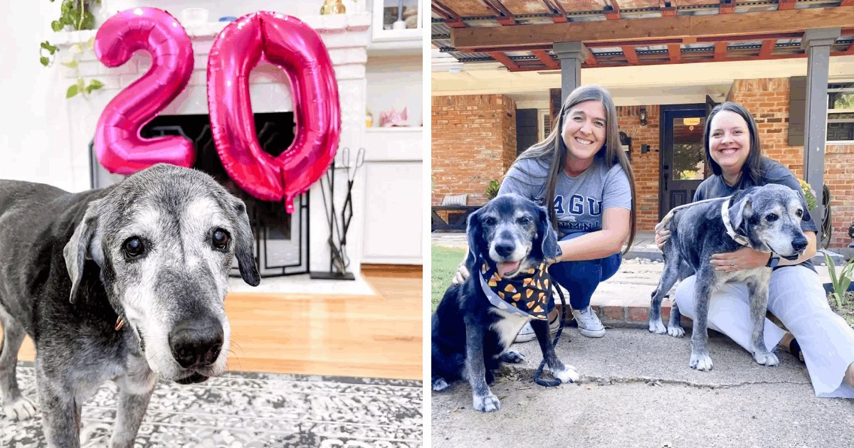d3 4.png?resize=412,275 - Ailing Senior Dog Who Gained Fame For Completing Bucket List After Being Surrendered DIES At 20