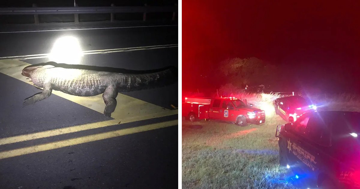 d98 2.jpg?resize=412,275 - BREAKING: Pregnant Woman & Her Unborn Child KILLED As Truck Collides With ALLIGATOR Crossing Texas Highway