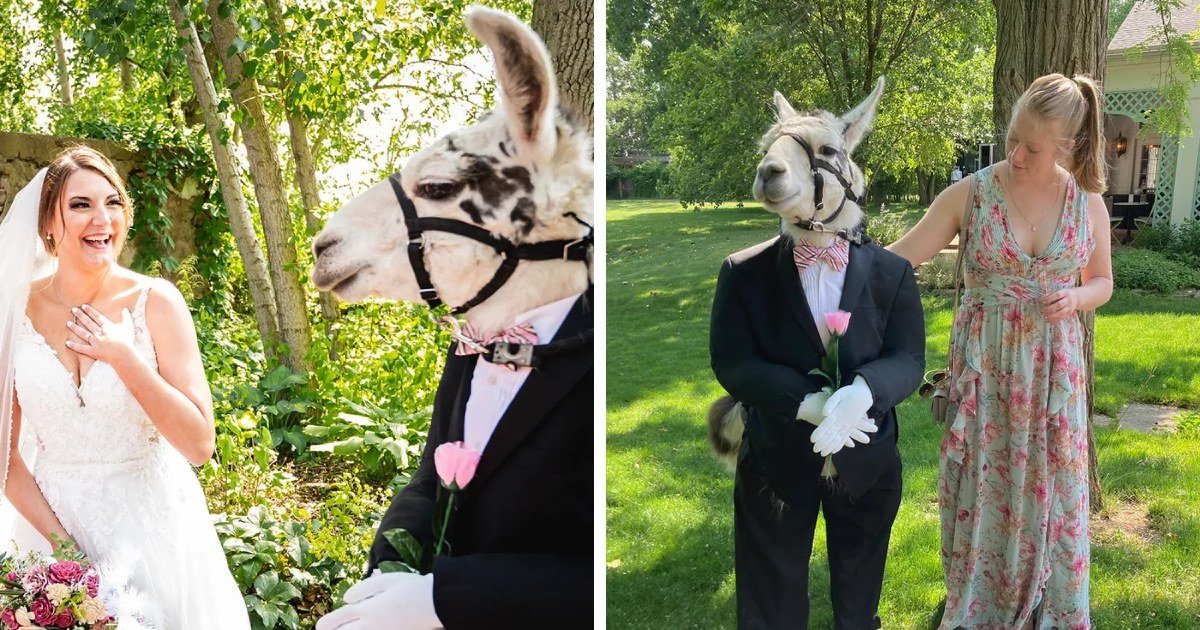 t1.jpeg?resize=412,275 - EXCLUSIVE: Llama Dressed As Groomsman Delights Guests At New York Wedding