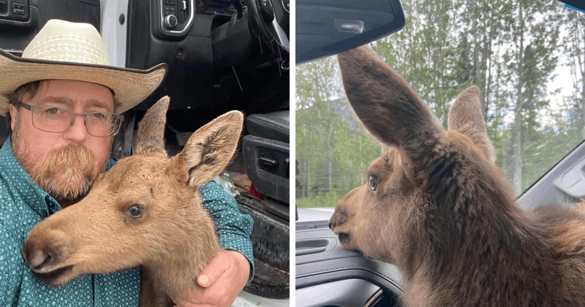 t5 3 1.png?resize=412,275 - EXCLUSIVE: Man FIRED From His Job For Saving A Baby Moose From Being Eaten By A Bear