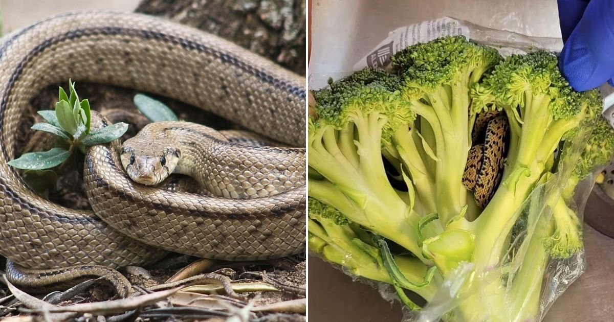 Grandfather Left Horrified After Finding A SNAKE Hiding In BROCCOLI He