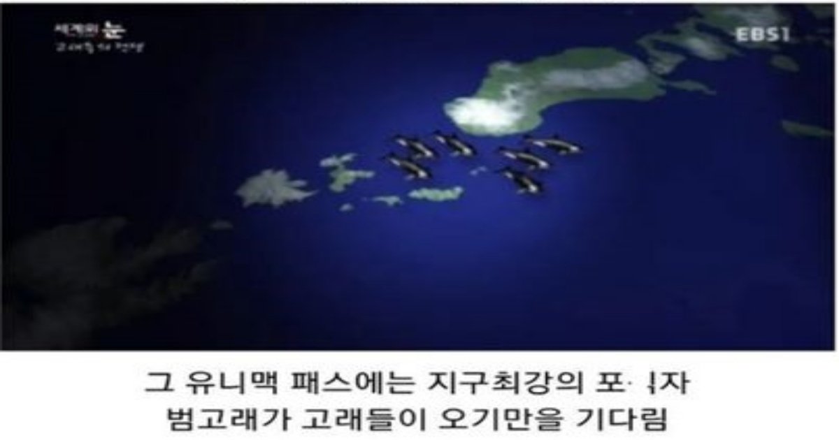 1 41.jpg?resize=412,232 - 범고래 담당 일ㅈ....jpg
