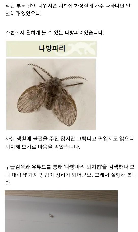 11 3.jpg?resize=412,232 - 화장실 나방파리 없애기 꿀팁