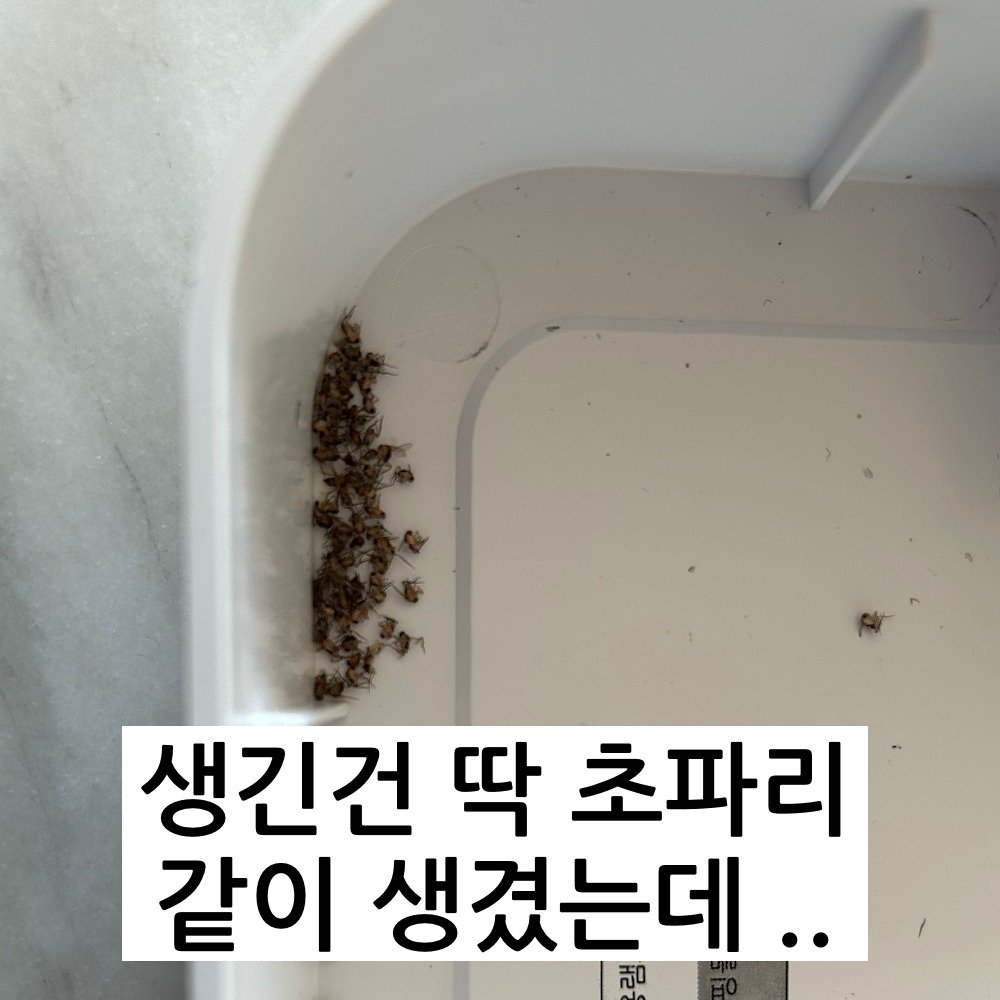 13 1 1.jpg?resize=412,232 - 요즘 진짜 빡치게 한다는 벌레의 정체 ㄷㄷ