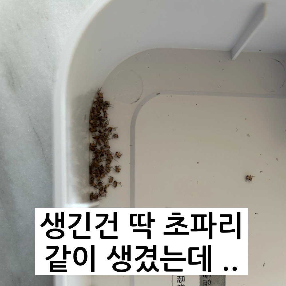 13 1 1.jpg?resize=412,275 - 요즘 진짜 빡치게 한다는 벌레의 정체 ㄷㄷ