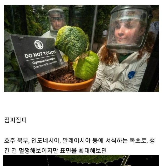 14 1.jpg?resize=412,232 - 호주에서 절대  건들면 안 되는 식물 ㄷㄷ