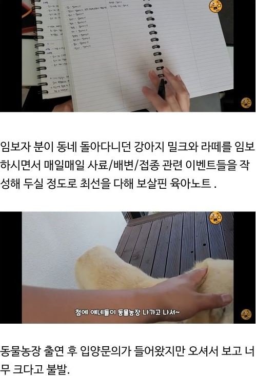 1 1 8.jpg?resize=412,232 - 동물농장에 나왔던 밀크라떼 입양간 지 7일만에 파양!!!