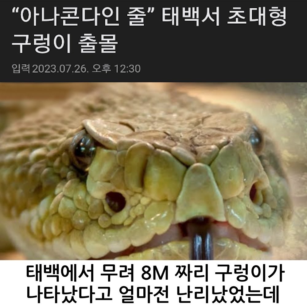 3 1.jpg?resize=1200,630 - 태백 거대 구렁이 목격자가 푼 좀 더 선명한 사진 ㄷㄷ