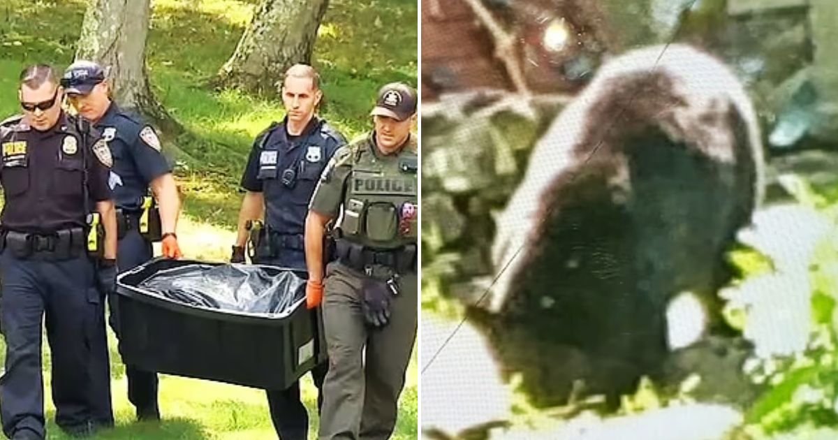 bear4.jpg?resize=1200,630 - 7-Year-Old Boy Was MAULED While Playing In The Backyard Of Their $1.8M Home After Being Attacked By A Black Bear