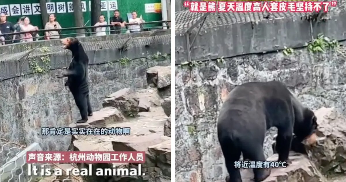 d155.jpg?resize=412,275 - EXCLUSIVE: Zoo Forced To DENY Bears At The Sanctuary Are Humans In Disguise