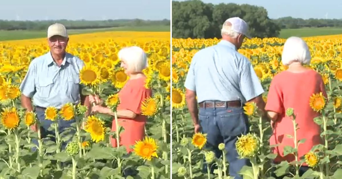 flowers4.jpg?resize=412,232 - Devoted Husband Plants 1.2 MILLION Sunflowers In A Field Because He Wants To Surprise His Wife For Their 50th Wedding Anniversary
