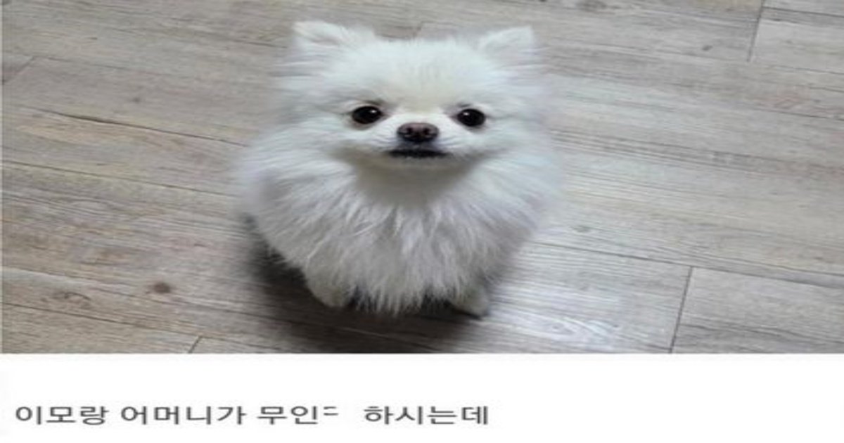 2 32.jpg?resize=412,232 - 주인이 무인텔에 ㅂ리고간 댕댕이의 결말