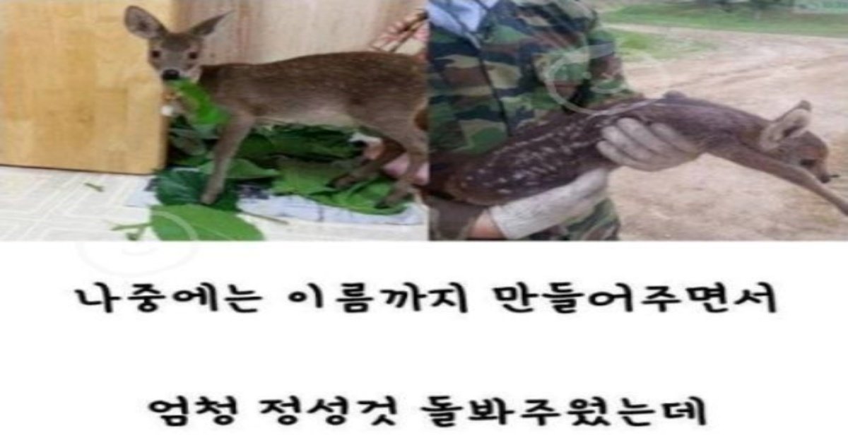 3 32.jpg?resize=412,275 - 역ㄷㅐ급 고라니식 은혜갚기. . .