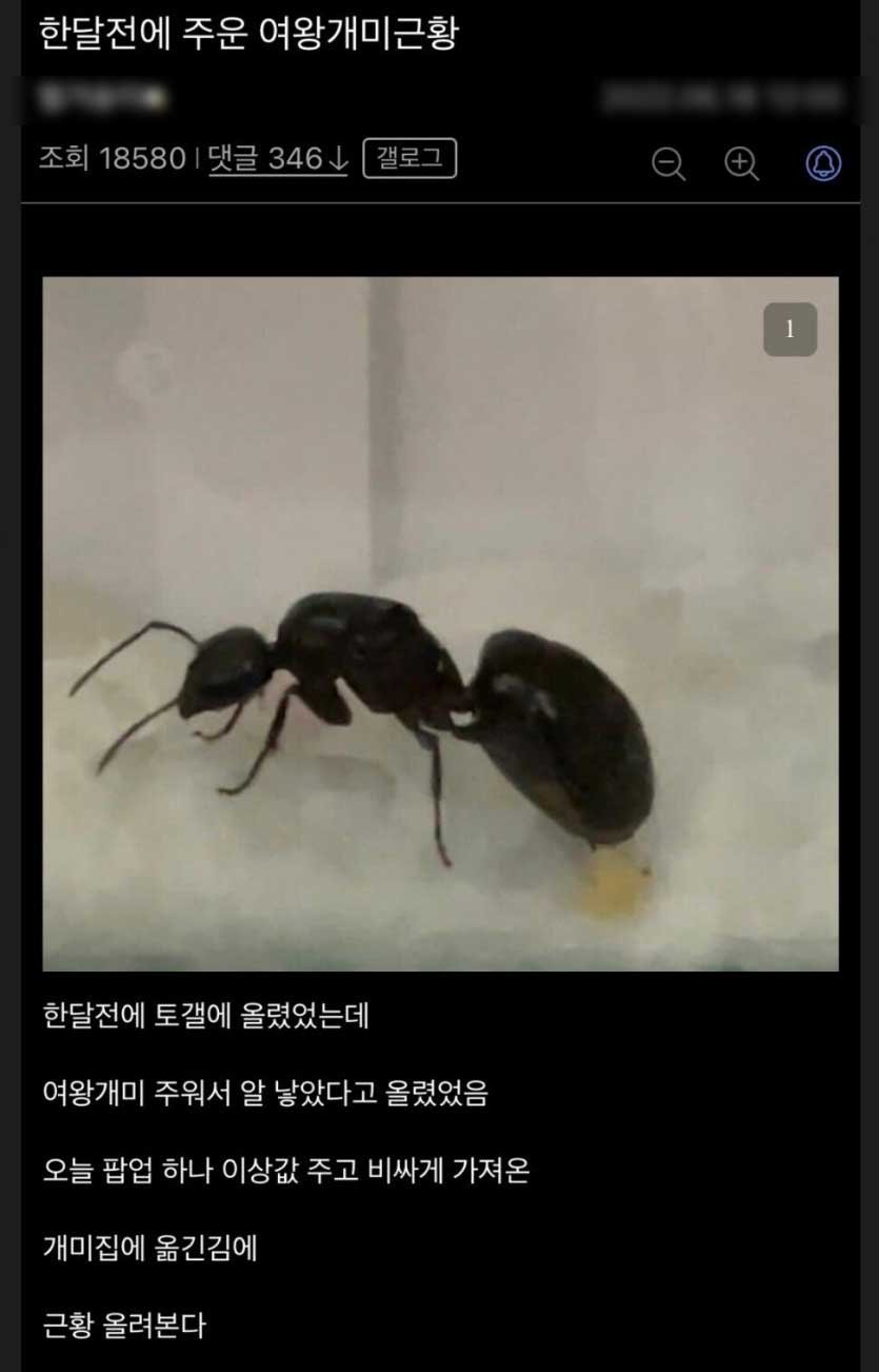 4 1 9.jpg?resize=412,232 - 여왕개미를 주운 디시인 후기
