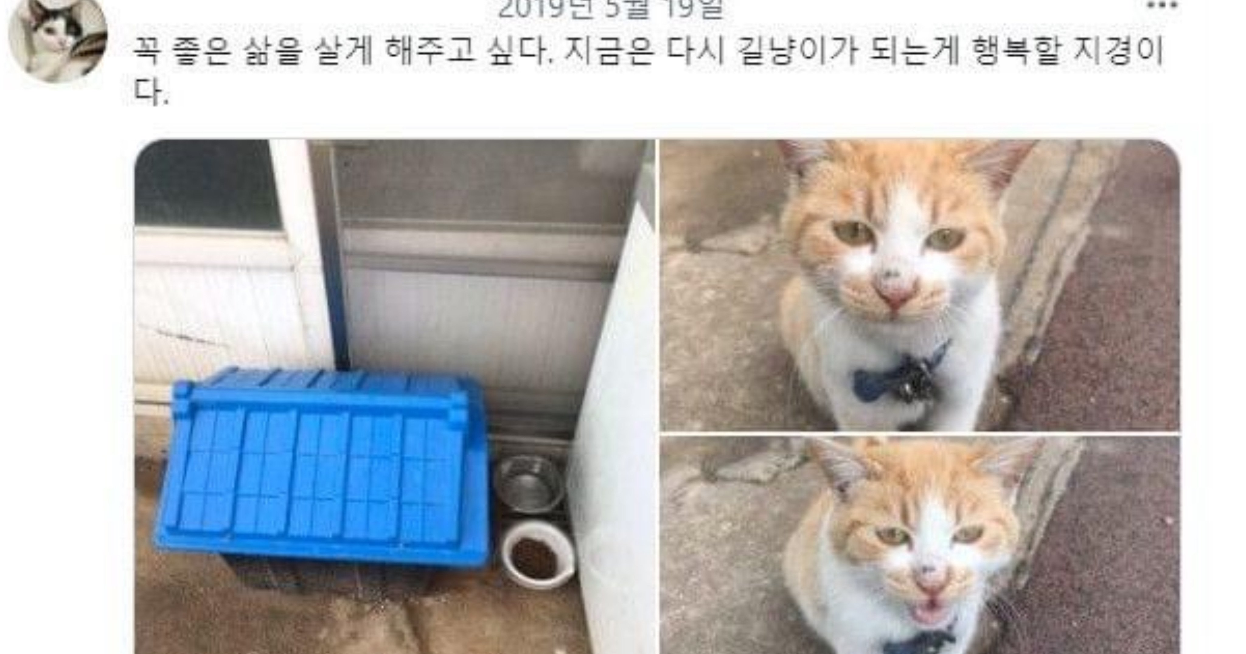 634b0f52 ee9b 49a5 a459 ec5c58c6d149.jpeg?resize=412,232 - 고양이 밖에다 두고 키우면 안되는 이유