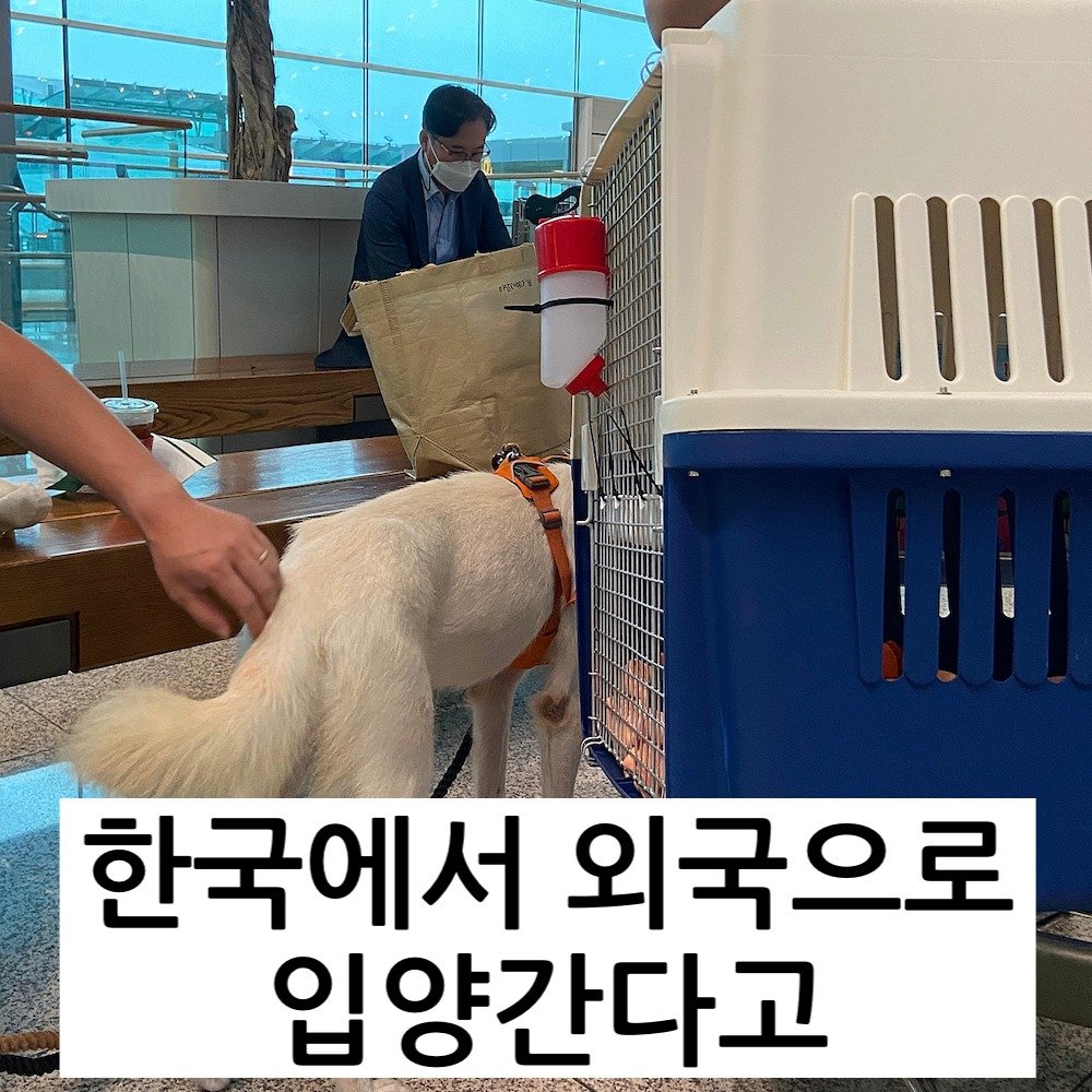 9 .jpg?resize=1200,630 - 해외 입양된 한국 진도견들의 충격적인 근황