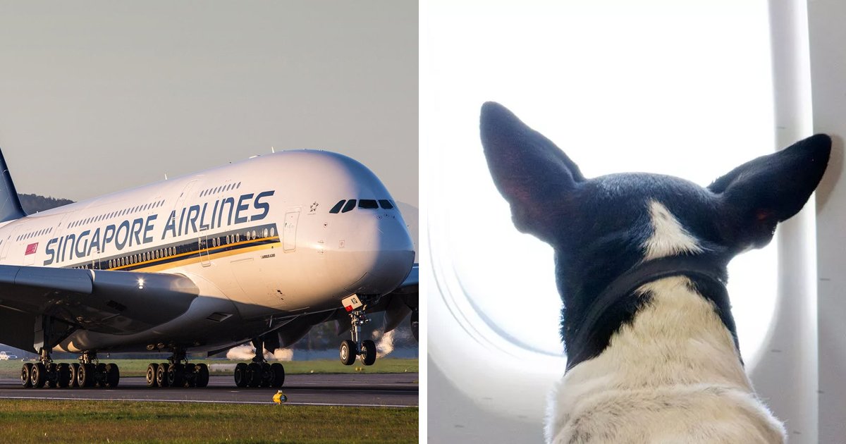 d32.jpg?resize=412,275 - “Our Premium Class Flight Was RUINED By A Whiny, Farting Dog & Now We Want A REFUND! It’s The Least We Deserve For Paying So Much!”