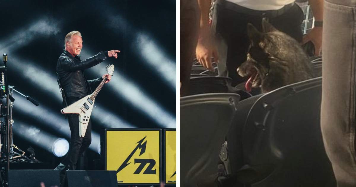 t3.jpeg?resize=1200,630 - BREAKING: Dog Leaves Home And Scores A Seat At Metallica Concert