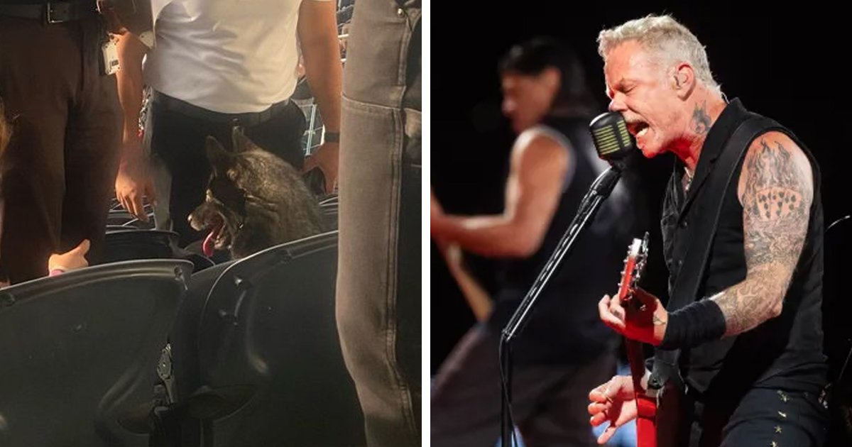 t5.jpg?resize=1200,630 - EXCLUSIVE: Dog Sneaks Out Of Owner's Home & Is Spotted Sitting At Metallica Concert