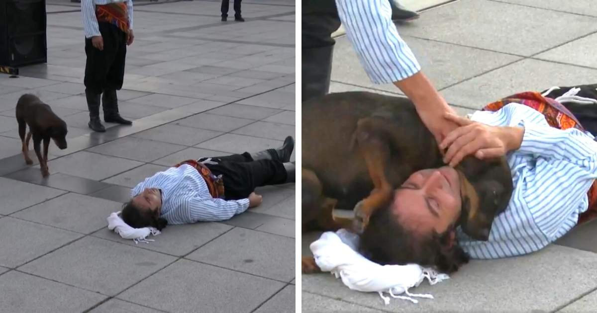 t6.jpeg?resize=412,275 - Stray Dog Wins Hearts After 'Unknowingly' Disrupting Live Street Performance To Comfort Actor Pretending To Be Injured