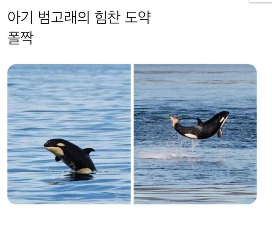 범고래가 수면 위로 올라 오는 이유.