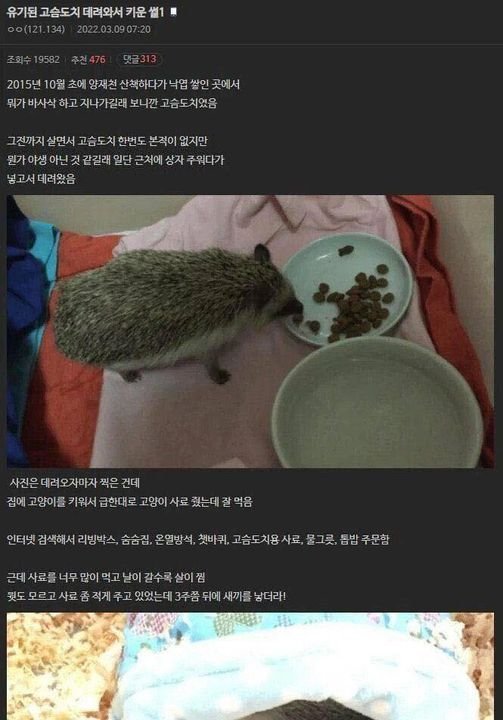 2 36.jpg?resize=1200,630 - 유기된 고슴도치를 키운 디씨인