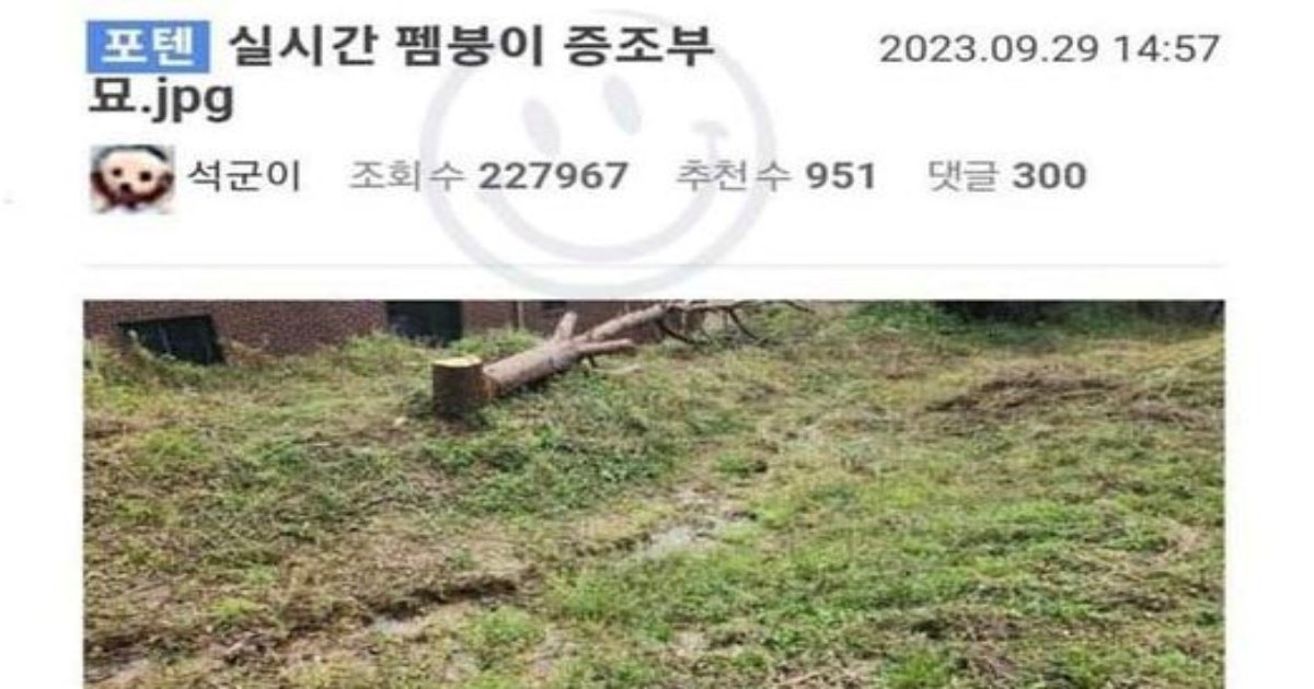 383354944 852374703114858 3085988729277531476 n.jpg?resize=412,232 - 증조부 묘 ㄱH판친 새ㄲ 잡았음..ㄷㄷ