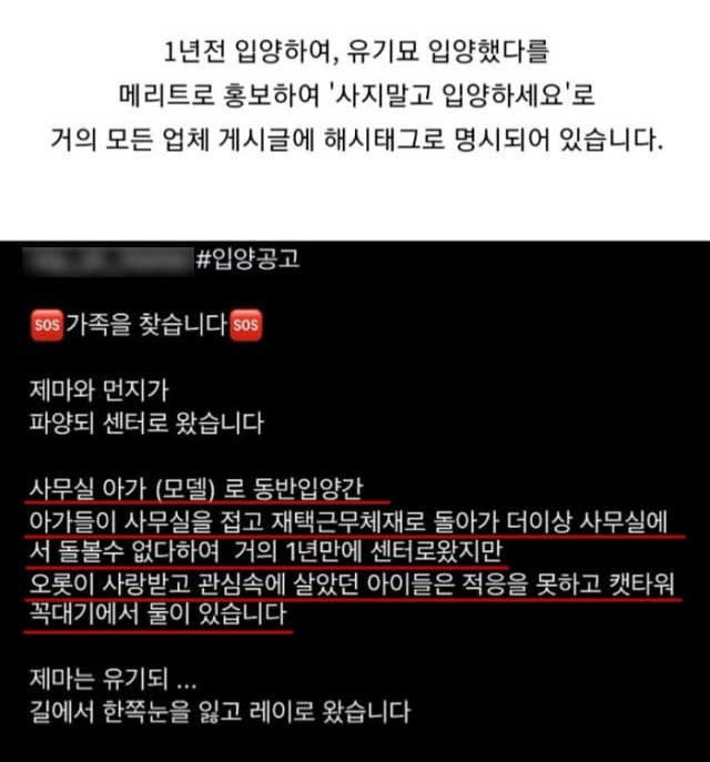 8 34.jpg?resize=412,275 - 입양 고양이 회사 홍보에 이용하고 파양한 회사