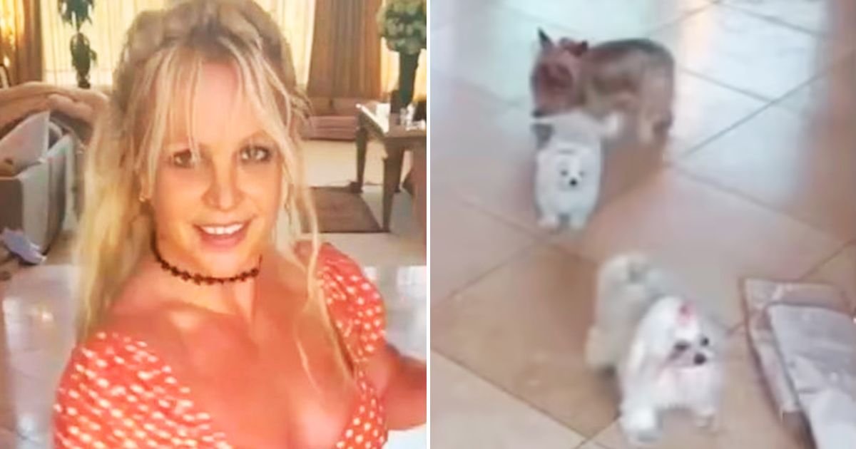 britney4.jpg?resize=1200,630 - JUST IN: Britney Spears' Fans Want Dogs To Be RESCUED After The Singer Posted Video Of Her Dancing With 'Fake Knives'