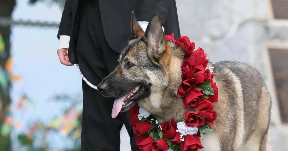 d6 2 1.jpeg?resize=412,275 - “My Friend DEMANDS I Allow Her To Bring Her Dog To My Wedding Because He’s Family To Her! How Can She Be So Inconsiderate?”