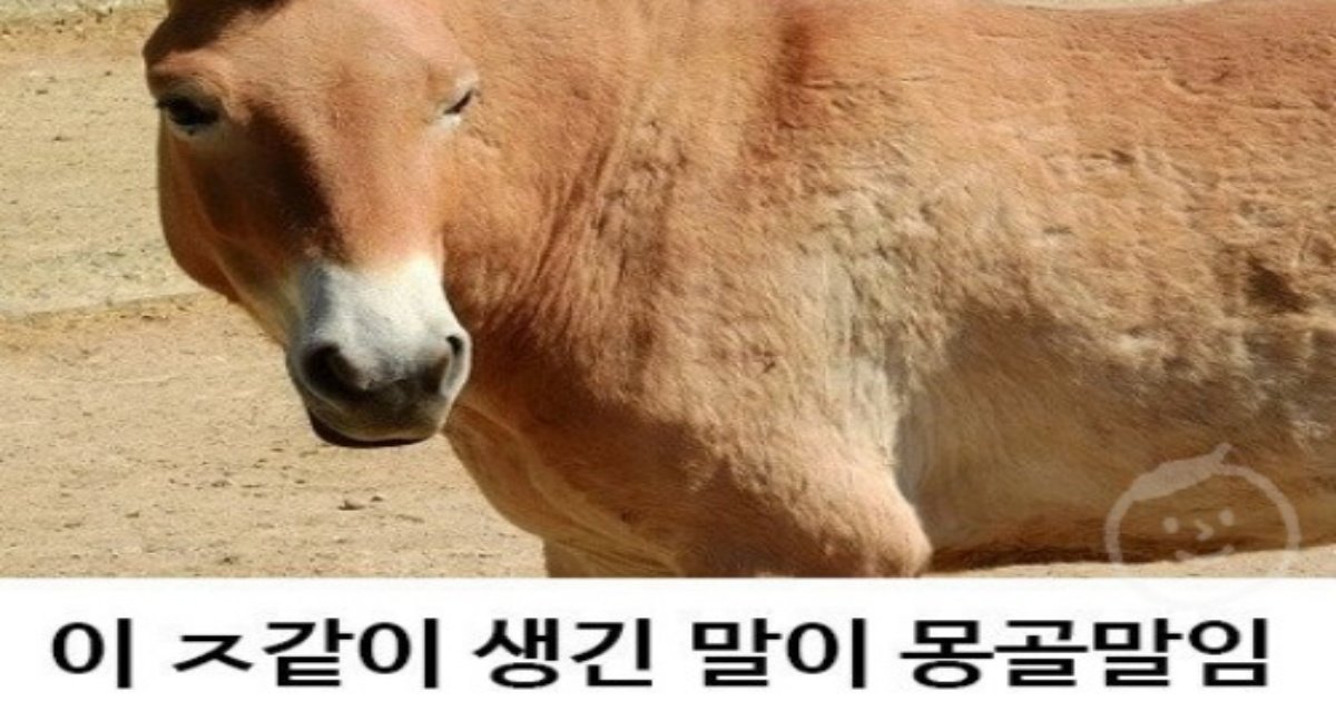 1 1.jpeg?resize=412,232 - ㅈ밥같이 생긴 몽골말이 진짜 위험한 이유 ㄷㄷ