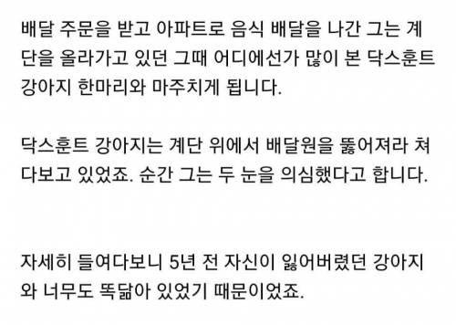 배달하러 갔다가 5년 전 잃어버린 강아지 다시 만나서 눈물 흘린 배달원